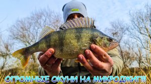 Трофейный окунь на микроджиг! Таких я еще не ловил!!! Всё на яркую приманку!!!