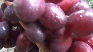 ТРЕСК ЯГОД винограда.  ПРИЧИНЫ и КАК ИЗБЕЖАТЬ треска плодов и ягод