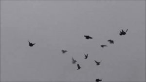 Голуби Сальска