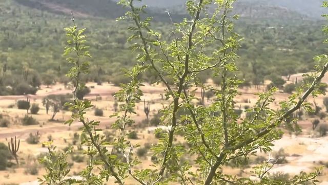 Circuito Bronco La Mamba смотреть онлайн