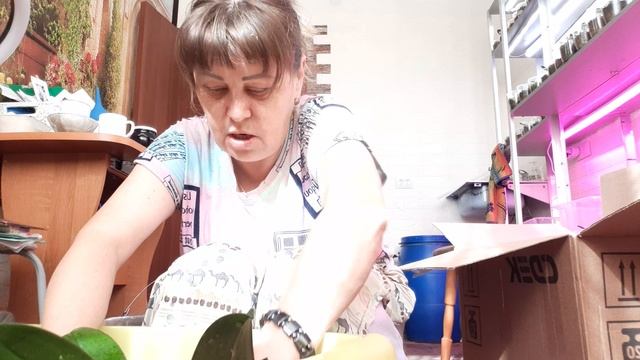 В СДЕК за новыми жителями Огромна коробка Орхидей от Любашки с канала Саранча смотреть онлайн