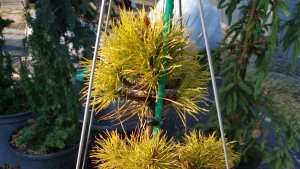 Открываю хвойные!🌲💃Первые результаты зимовки! 🧐 29.03.2025г