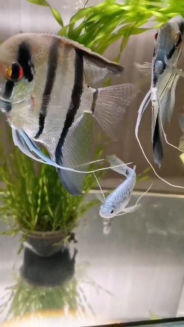 Скалярии #аквариум #aquarium #fish #рыбки #shorts #скалярии #цихлиды #мариинск смотреть онлайн