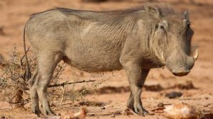 Звуки Кабана Бородавочника. Звук кабана, хрюканье кабана