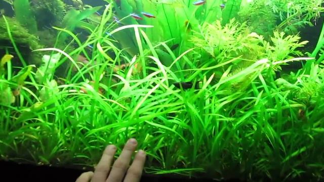 Аквариум 400л, Plant tank смотреть онлайн
