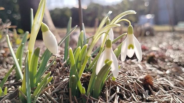 Галантусы Флоре Плено зацвели в нашем саду в марте 2025 смотреть онлайн