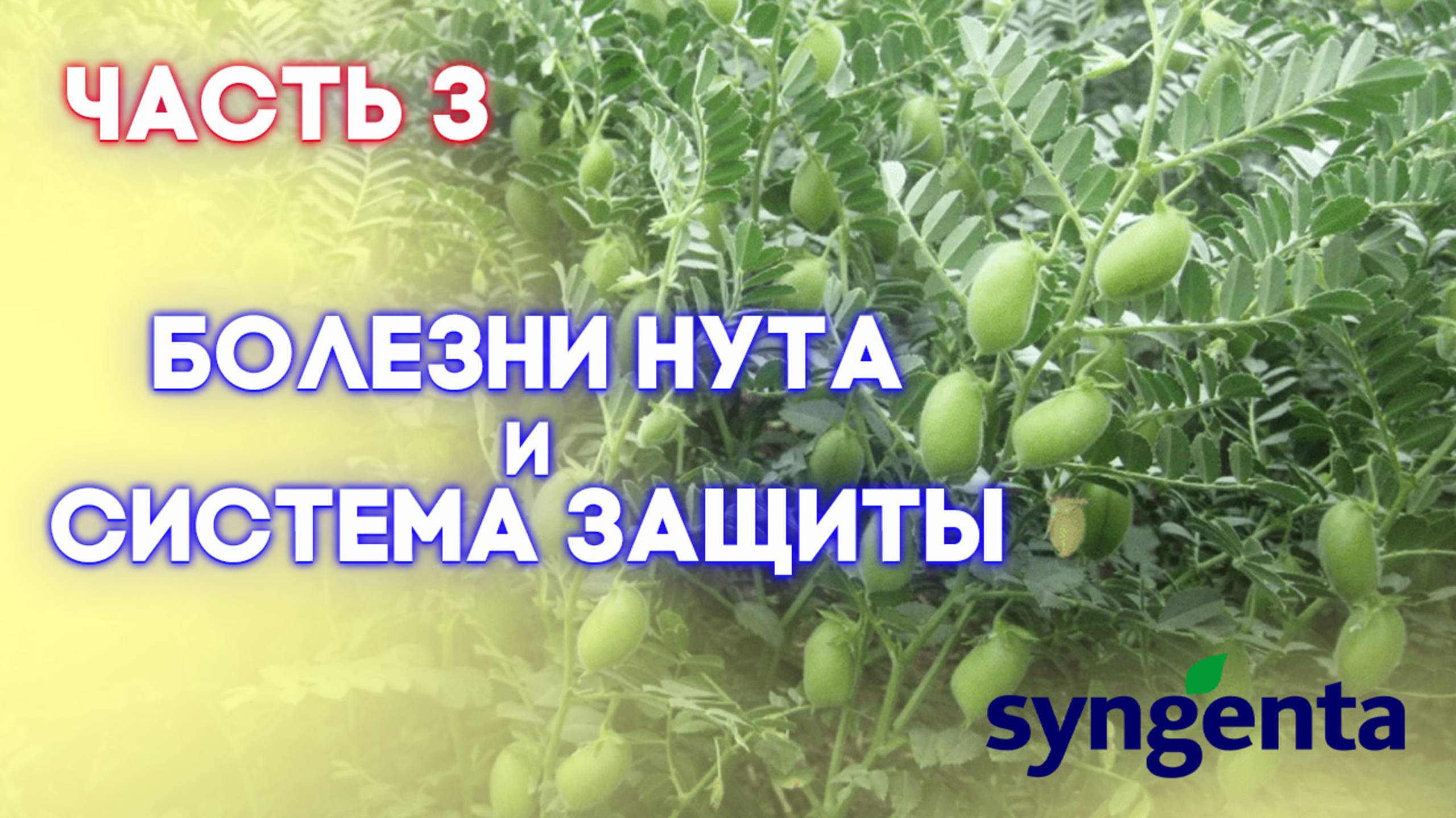 НУТ | Часть 3 | Прогрессивный взгляд на технологию возделывания нута от посева и до уборки |