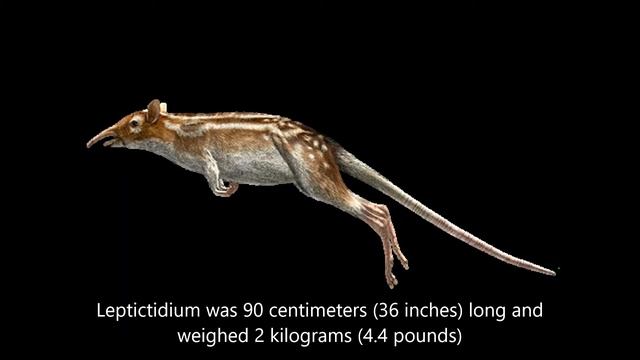 Prehistoric profiles: Leptictidium смотреть онлайн