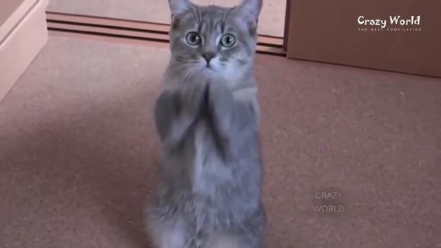 СМЕШНЫЕ КОТЫ И КОШКИ 2016 смотреть онлайн