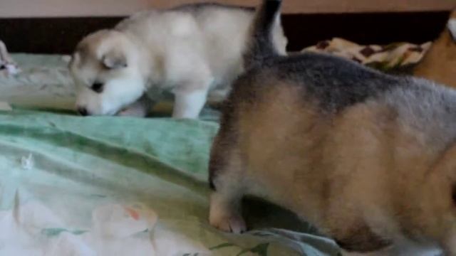 вот такая прелесть у нас есть!мальчишки! смотреть онлайн