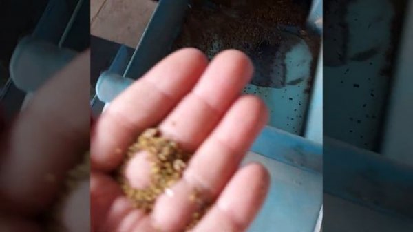 Люцерна - почистване и заготовка на семечистачна машина Petkus K 521 Gigant!