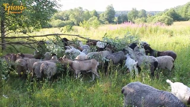 Мохнатая саранча смотреть онлайн