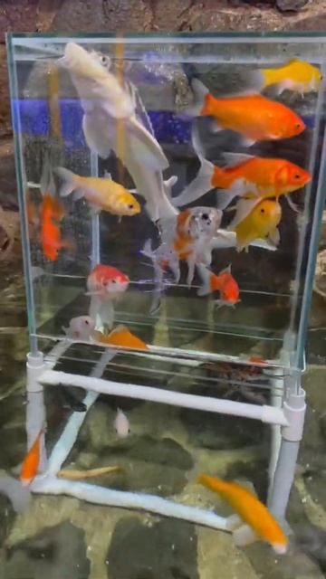 Acuario invertido en estanque de esturiones смотреть онлайн