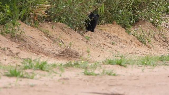 Gato-palheiro Melânico! Pampas Cat! Gato Pajero! смотреть онлайн