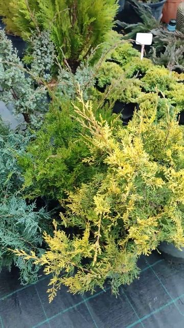 на канале вышло видео о топ 5 можжевельников средних 29.01.23 смотреть онлайн