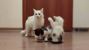 Очаровательные котята играют, а мама-кошка, как всегда, рядом.