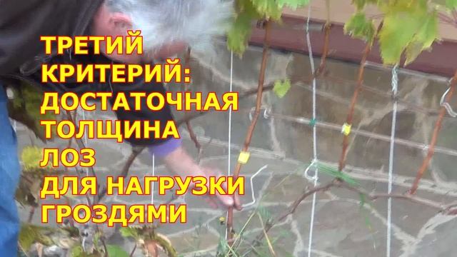 ч 1 ОБРЕЗКА трёхлетних кустов ВИНОГРАДА. Принципы выбора лоз на будущий год смотреть онлайн