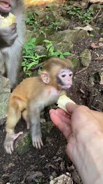 Mother monkey eats baby's banana #monkey #baby #animals смотреть онлайн