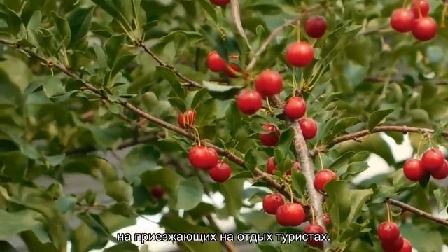 Владельцы отелей в Крыму нашли способ нажиться на приезжающих отдохнуть туристах смотреть онлайн