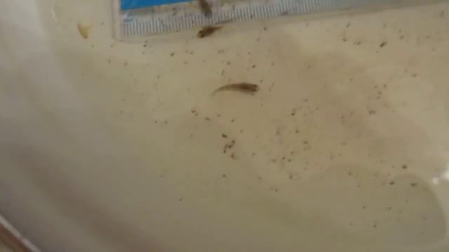 мальки в тарелке 1.MOV смотреть онлайн