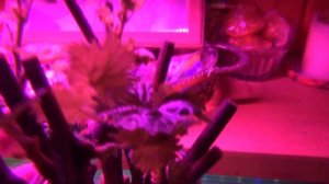 Когда укоренять черенки винограда.  Зачем защипывать побеги