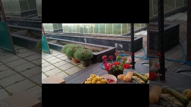 Как я готовлю к хранению овощи. 11.09.23. смотреть онлайн