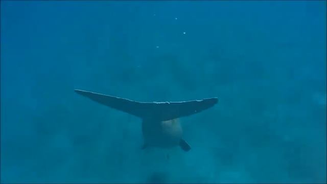 Malikia Resort Abu Dabbab - Marsa Alam - Egypt