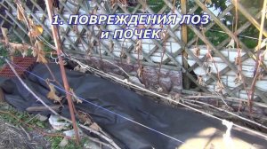 Обрезка винограда. Мифы и факты. Осенняя обрезка завершается весной.