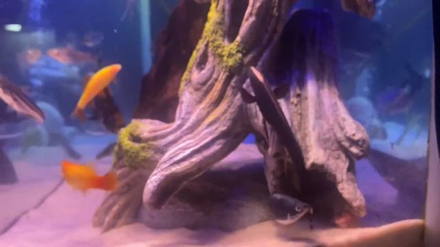 Black Ghost Knife fish “Machete” Electro sensory or electrocution? смотреть онлайн