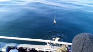 Ловля трески на Балтийском море "рыбалка в акватории Калининградской области"