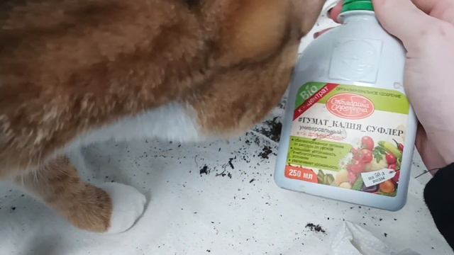 Занимаюсь цветами 😱 родители кормят 🤤 хулиганка кошка! смотреть онлайн