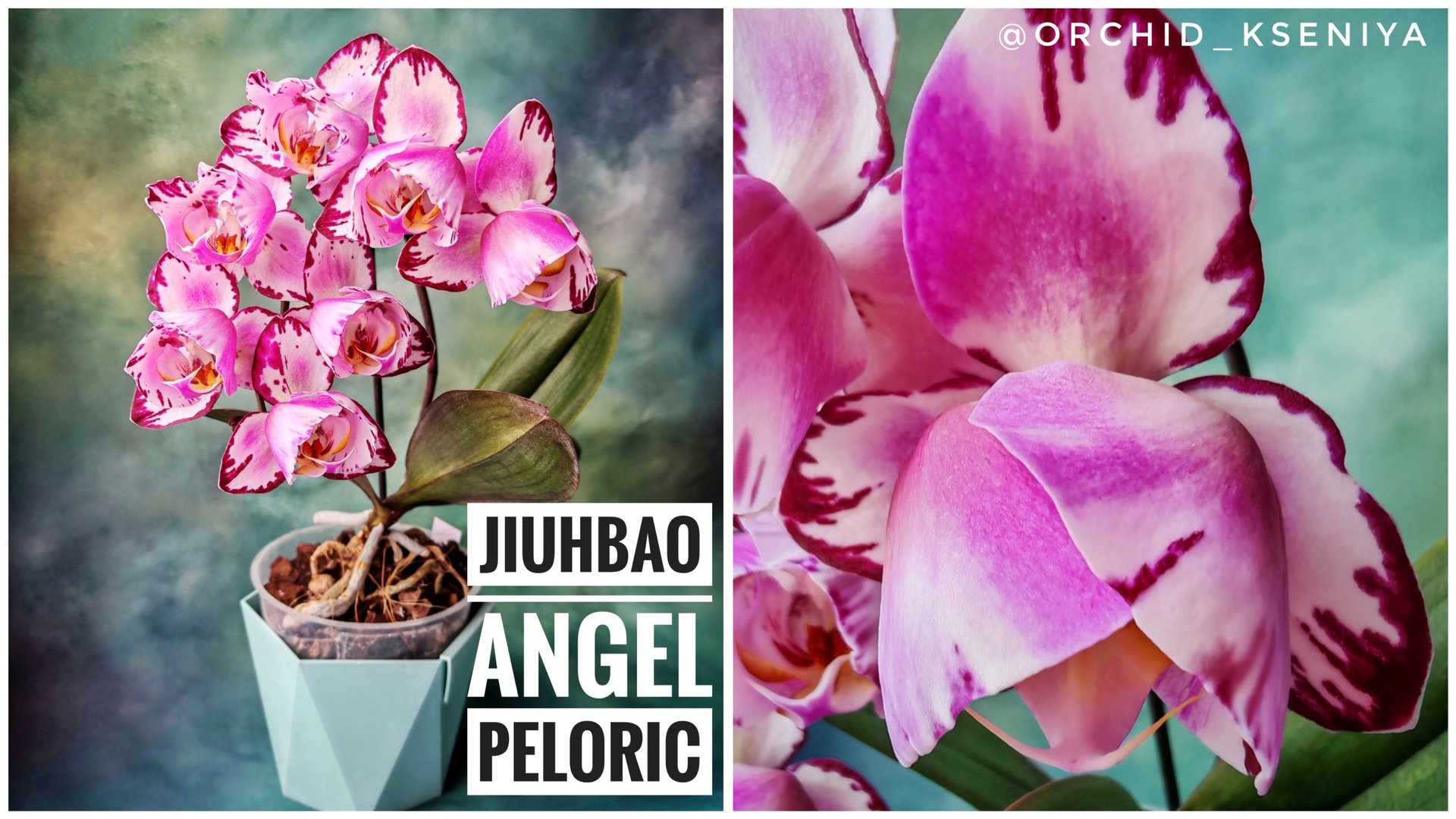 Phal. Jiuhbao Angel 👼 Шикарный азиатский пелор в домашнем цветении 🔥 Обзор сорта орхидеи 🌷 смотреть онлайн