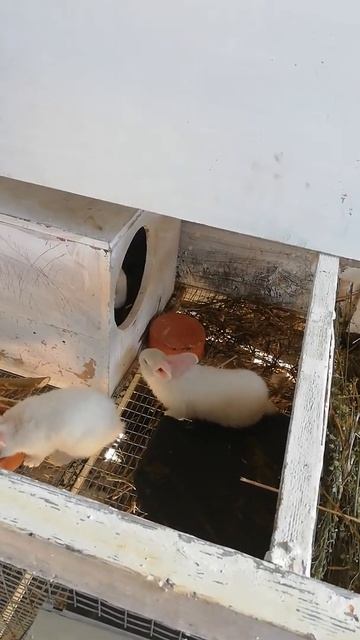 крольчиха сосвоими крольчатами которым 45дней смотреть онлайн