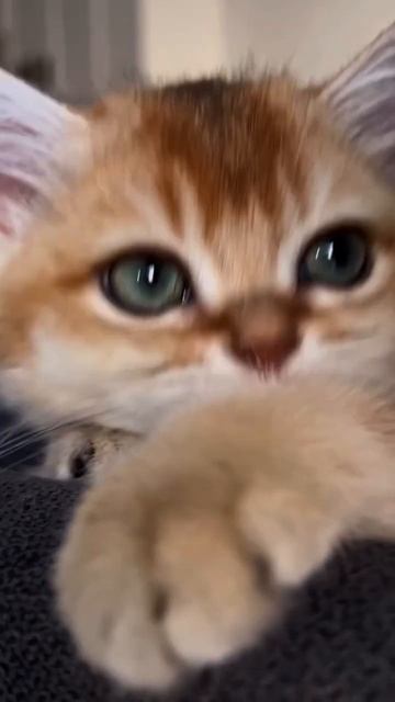 #britishshorthair #catvideos #shorts #catlover #catsfacts смотреть онлайн