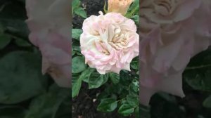 Роза Вестминстерское аббатство (Westminster Abbey) #розы #саженцыроз #rose