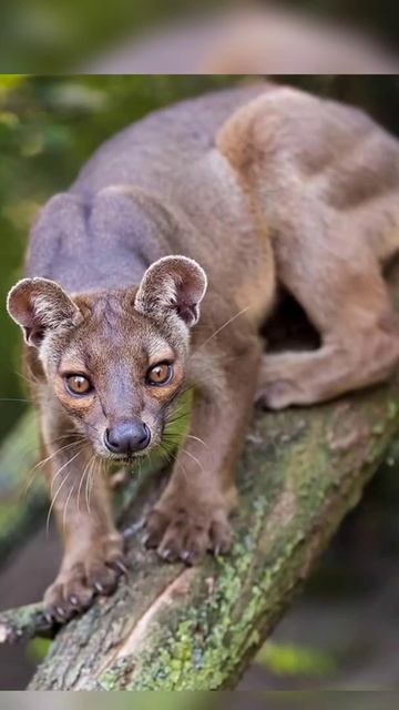 Fossa the rare and endangered species of Madagascar#shorts#youtube смотреть онлайн