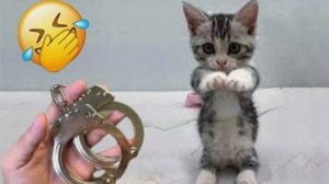 Смешные животные 2025 🐺Я РЖАЛ ДО СЛЕЗ 🐱 60 МИНУТ СМЕХА 😸🐺ЛУЧШИЕ ПРИКОЛЫ  С КОТАМИ И СОБАКАМИ #3