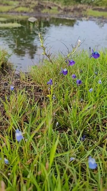 looking at a Utricularia смотреть онлайн