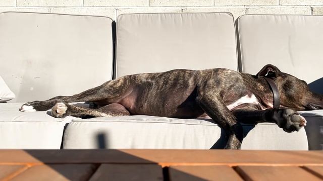 "Supersonic Megatonic Flash" by Icewater Slim : Delia TRACK REVIEW смотреть онлайн