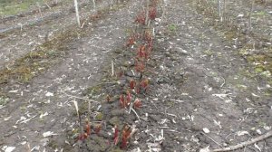 весенняя работа с пионами