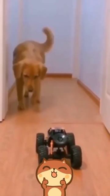 Funny animals😂dogs🐶and cats🐱 #shorts #short #shortsvideo #музыка #животные #animals #funny #viral смотреть онлайн