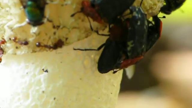 can you smell it? смотреть онлайн