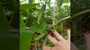 Огурцы в теплице. Сорт гирлянда