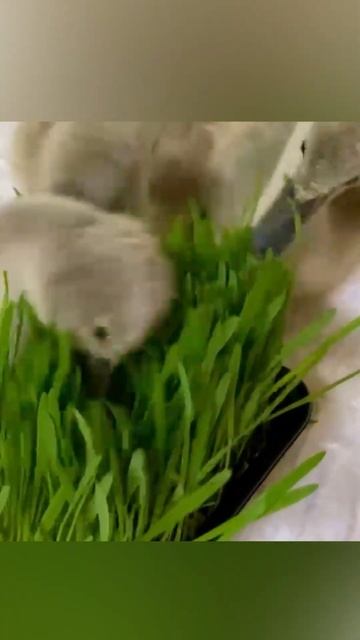 Ммм…вкуснятина 🌿 Птенцы лебедя кушают 🦢 #shorts #шортс #птицы #птенцы #лебеди