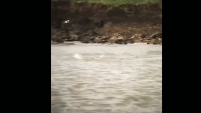 जब मगरमच्छ ने किया बाघ पर हमला || The crocodile attacked the tiger || Nayak nahin khalnayak Hun mai смотреть онлайн