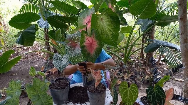 Como plantar e qual adubo e substrato usar nos caladium aglaonema zamioculca e philodendron 🪷⚘️☘️ смотреть онлайн