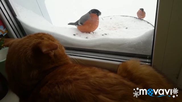 Снегири и кот смотреть онлайн