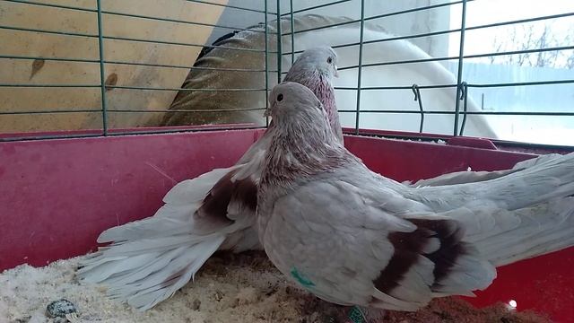 Сиреневые ижевские смотреть онлайн