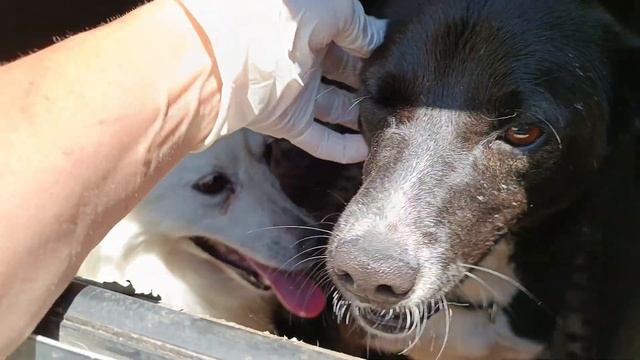 Тбилиси 🇬🇪 Грузия Приют Тамаза Элизбарашвили 🐕💌🍀🙏 смотреть онлайн