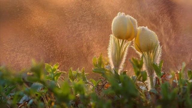 989.🎼. «Həyat Davam Edir»(Жизнь продолжается)- Hüseyn Abdullayev смотреть онлайн